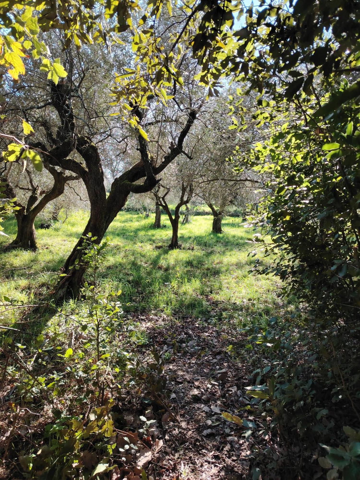 Giardinoterapeuticoinvilla Agroturismo *
